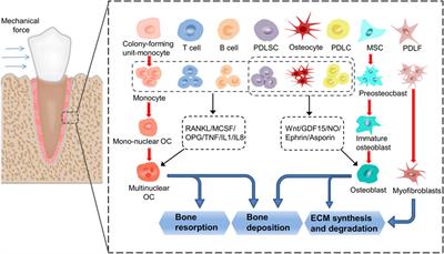 Distinct and overlapping functions of YAP and TAZ in tooth development and periodontal homeostasis